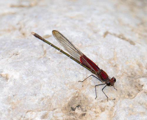 American Rubyspot