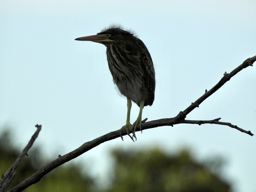 Green Heron