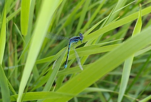 Dainty Damselfly