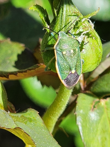 Say's Stink Bug