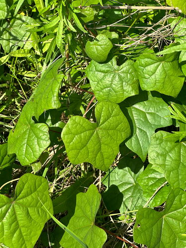 Menispermum dauricum, photograph 4