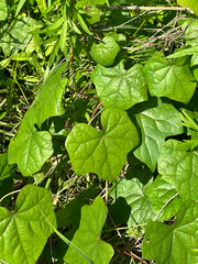 Menispermum dauricum, photograph (c) Tatyana Petrenko, some rights reserved (CC BY)