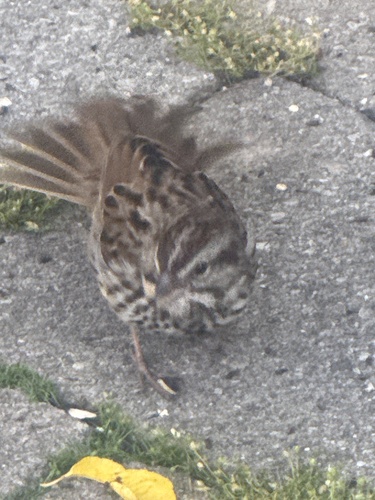 Song Sparrow
