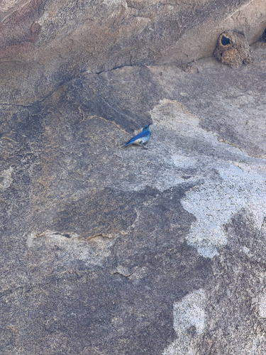 Mountain Bluebird