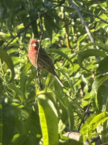 House Finch