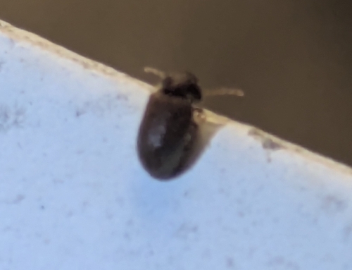 Tricorynus