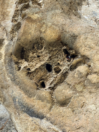Cliff Swallow