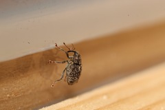 Ceutorhynchus pallidactylus