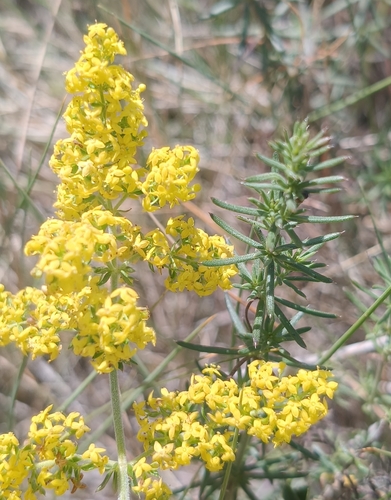 Lady's Bedstraw