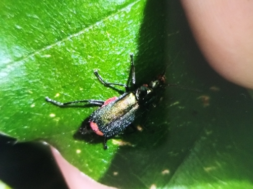 Common Malachite-beetle