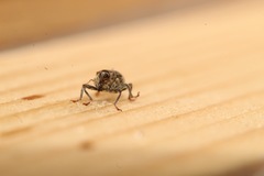 Ceutorhynchus pallidactylus