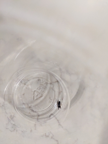 Ribbon Jumping Spider