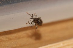 Ceutorhynchus pallidactylus