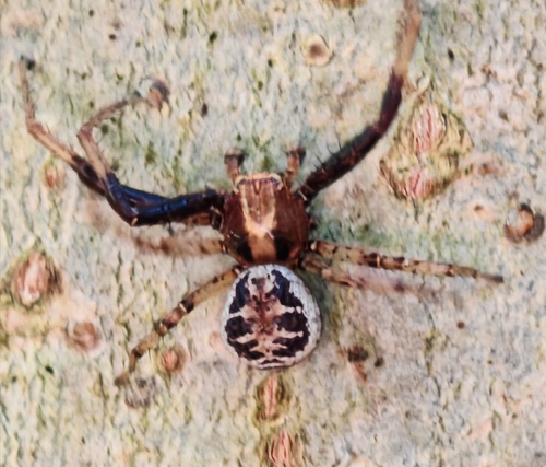 Xysticus lanio