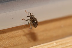 Ceutorhynchus pallidactylus