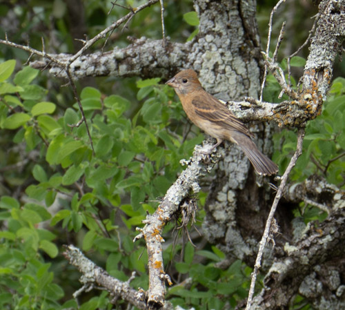 Blue Grosbeak