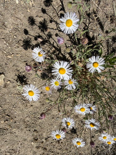 spreading fleabane