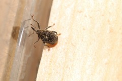 Ceutorhynchus pallidactylus