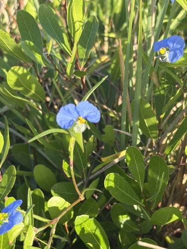 whitemouth dayflower