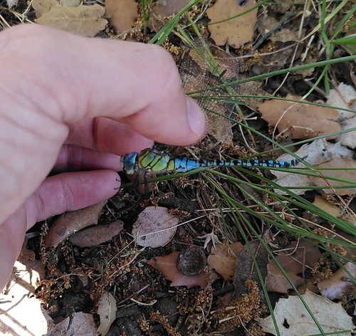 Southern Migrant Hawker