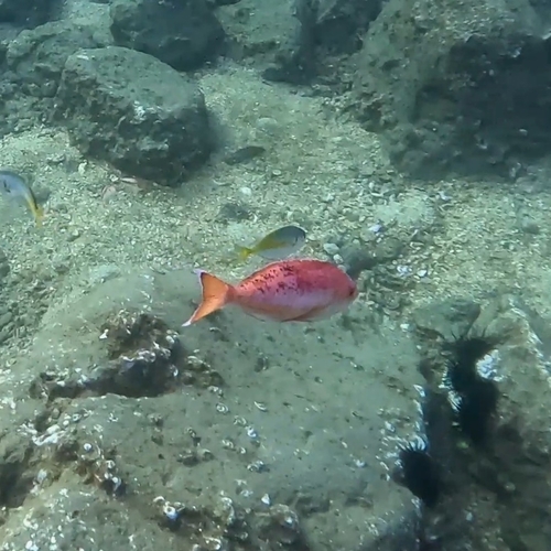 Caprodon longimanus observed 2026-05-18
