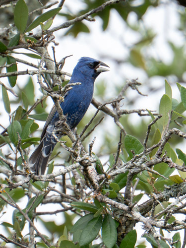 Blue Grosbeak