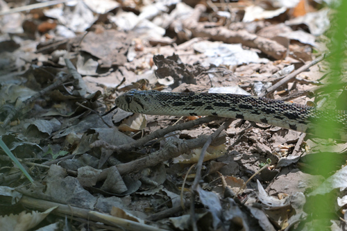 Gopher Snake