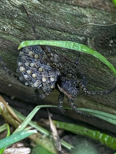 Spotted Wolf Spider