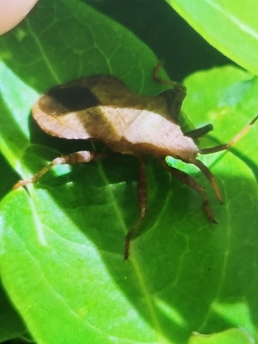 Dock Bug