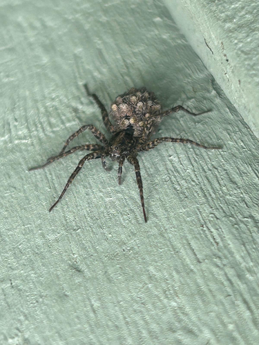 Spotted Wolf Spider