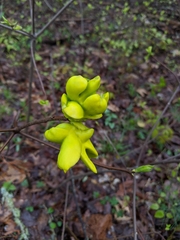 Exobasidium symploci