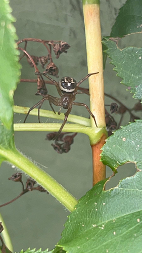 Noble False Widow