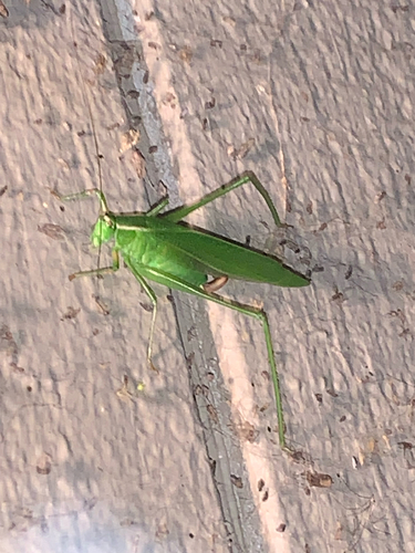 Scudder's Bush Katydids