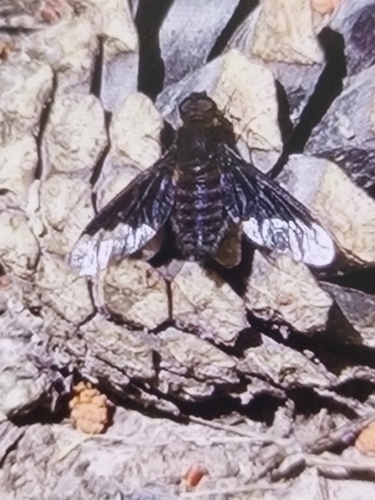 Anthracine morio