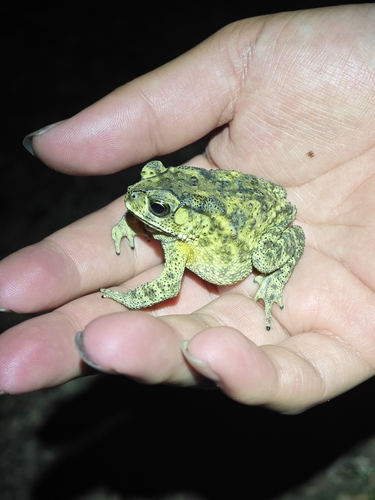 Asian Common Toad