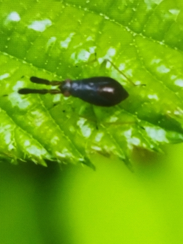 Common Flathorn Plant Bug