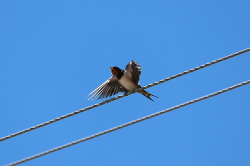Barn Swallow