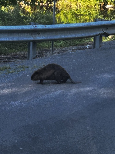 American Beaver