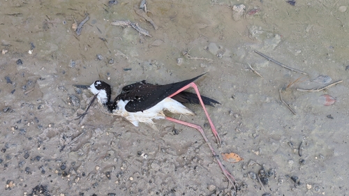 Black-necked Stilt