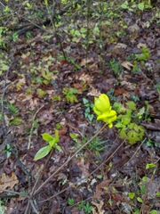 Exobasidium symploci