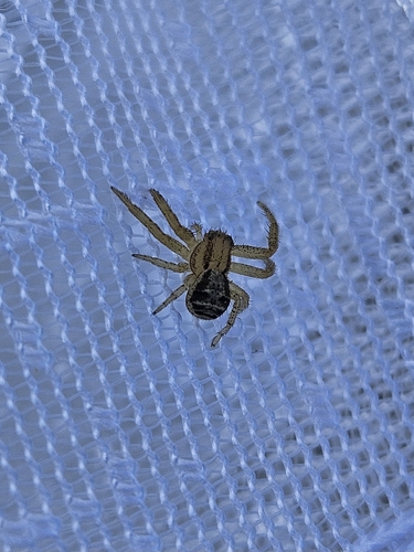 Ground Crab Spiders