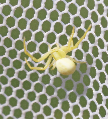 Misumena vatia