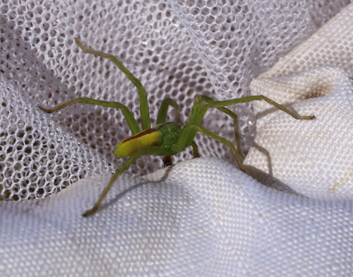 Micrommata virescens