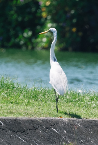 Great Egret