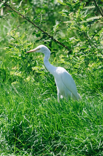 Eastern Cattle-Egret