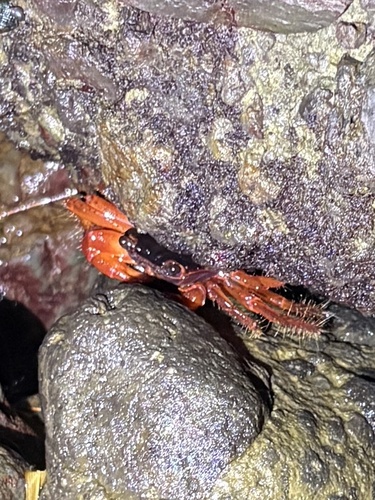 Geograpsus stormi observed 2026-06-13