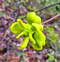 Exobasidium symploci