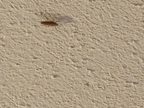 German Cockroach