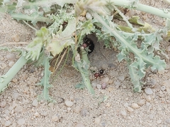 Cataglyphis adenensis