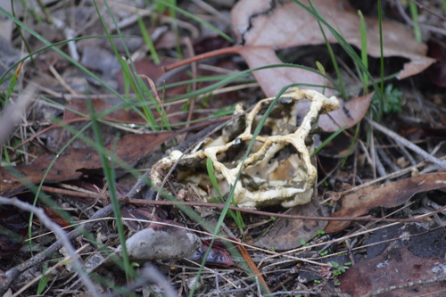 smooth cage fungus
